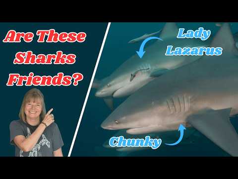 We Thought Sharks Were Loners… We Were Wrong