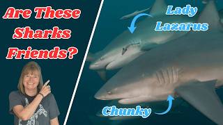 We Thought Sharks Were Loners… We Were Wrong