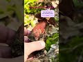 Flockenstiele Hexenröhrlinge - tolle Speisepilze im Schwarzwald - Pilze suchen im August 2025  #wald
