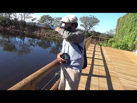 ESTEROS DEL  IBERA  . Colonia Carlos Pellegrini .-