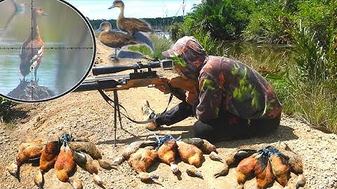 GILAA BERBURU BELIBIS LIAR DISINI BANYAK BANGET