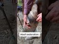 Hoof restoration