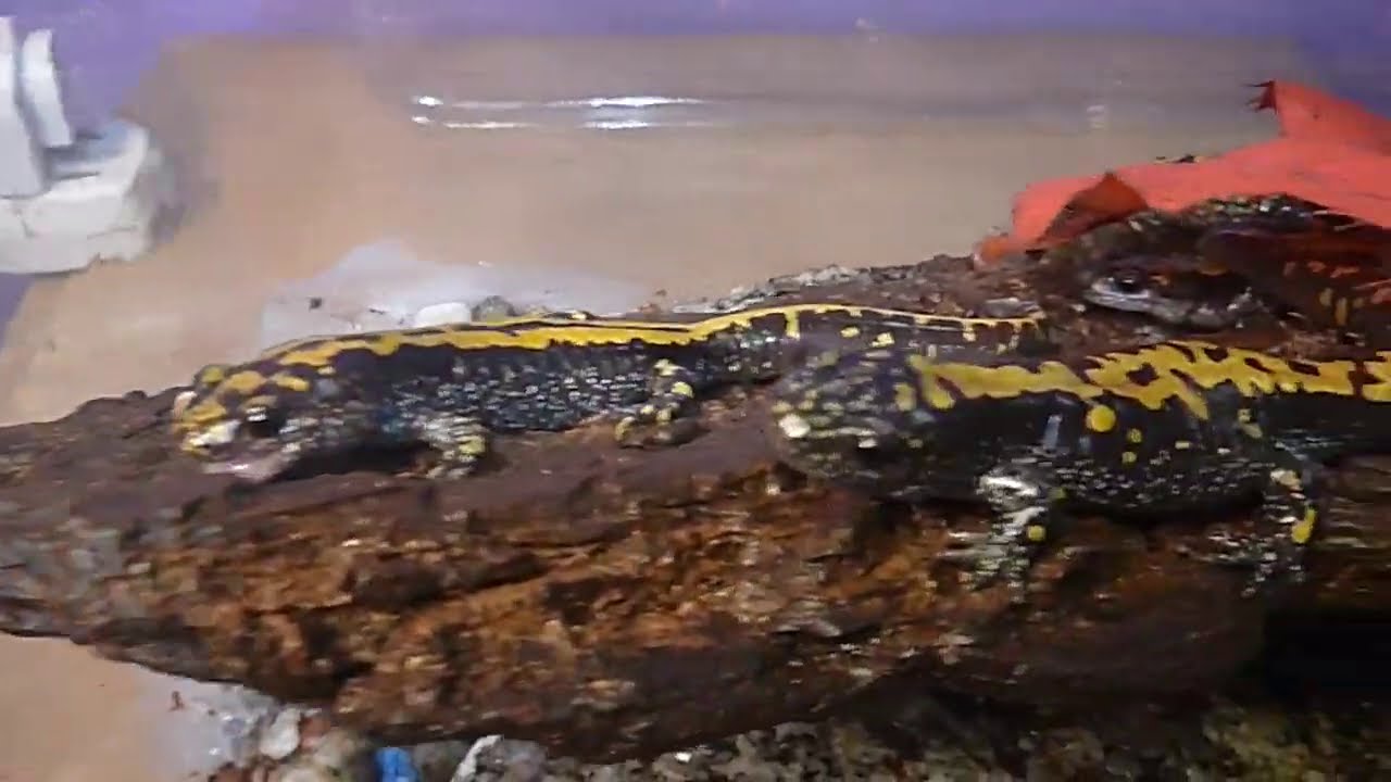 Feeding Mealworms to Salamanders YouTube