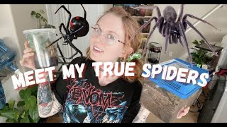 Meet All My True Spiders! (black widow, jumping spiders, wolf spiders and more!)