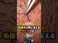 【危険】毛抜きが肌に与える悪影響とは? #shorts #除毛 #脱毛