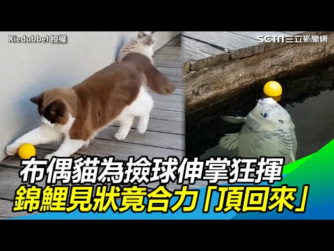 布偶貓為撿球伸掌狂揮　錦鯉見狀竟合力「頂回來」超貼心！｜三立新聞網 SETN.com