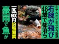 実は恐ろしい 釣堀経営 🐟 開業2ヶ月目でとんでもない事になりました。