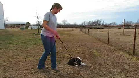 SOLD ... Jaynie's Black Tri NEUTERED Male #2 at www.fifteenacref...