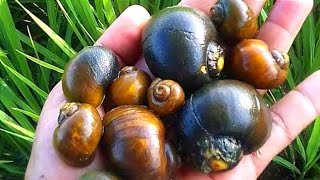 SNAIL HUNTING! Hunting golden snail or often called Keong Sawah [Snail Snail]