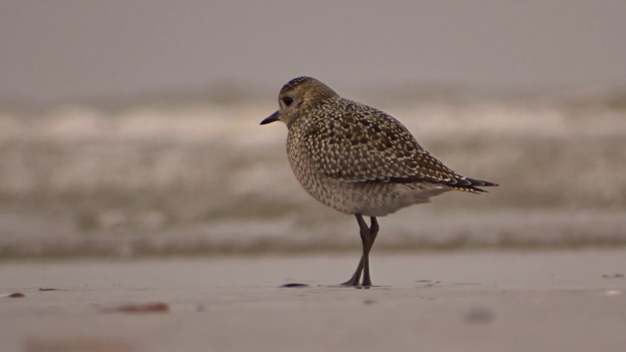 Goudplevier en zilverplevier op het Strand bij de Zuidpier van IJmuiden