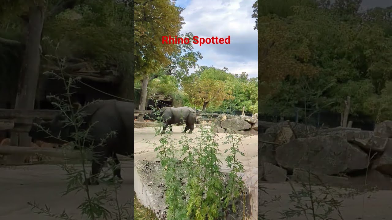 Rhino Spotted Zoo