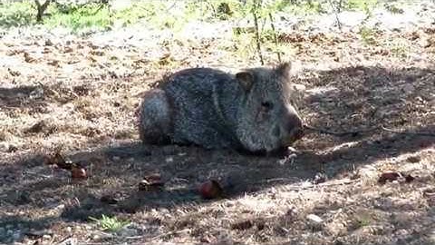 If you think you can outrun a three legged Javelina, you are wrong! 02072020