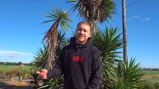 Big Rojo - Gwap City Remix Feat Cheech Da Loc (4k Music Video)