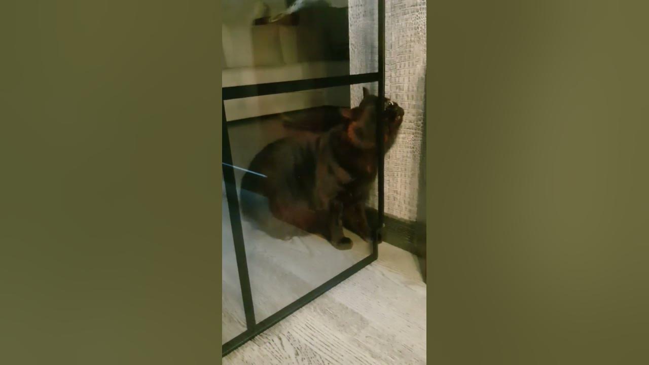 Самостоятельный кот 😃 - YouTube