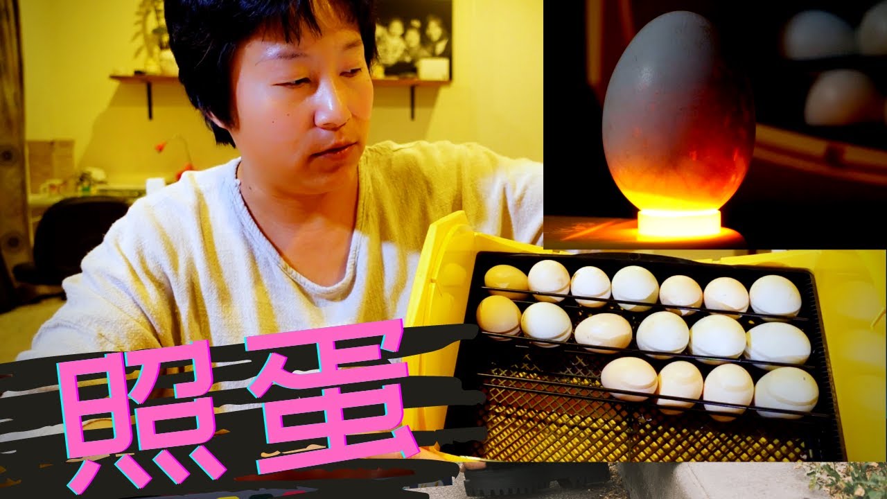 人工孵化第7天小鸡在蛋壳里游动 照蛋检测鸡蛋有无受精 Youtube