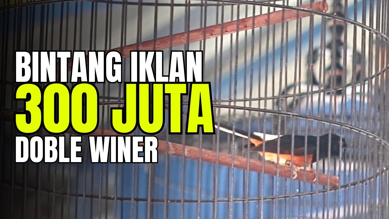 FULL SUJUD TEMBAK  PANJAAAAANG‼️ BINTANG IKLAN DOBLE WINNER 🏆