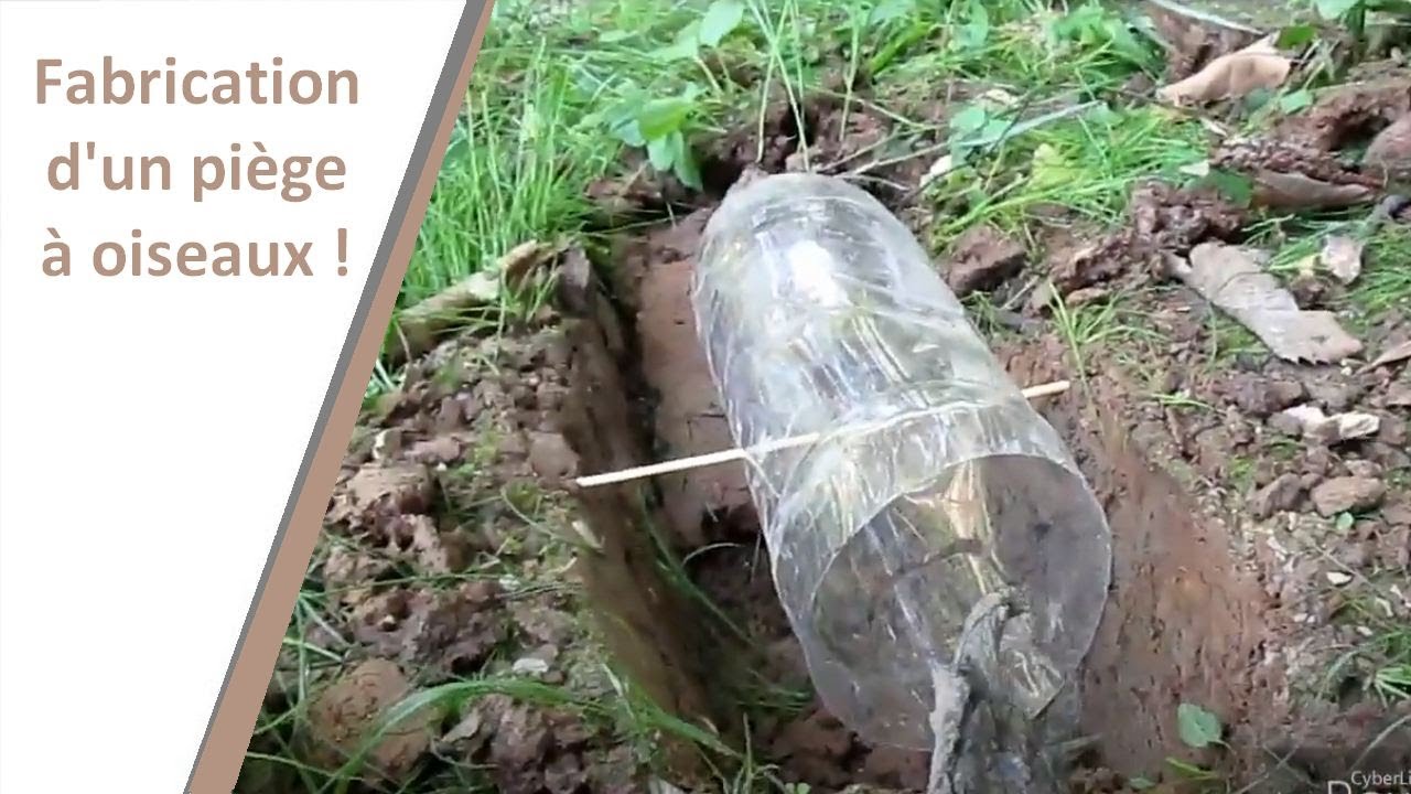 Fabriation d'un piège a oiseaux! - YouTube