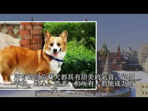 汪星界10大性格最溫順的狗狗，快來看看你家狗狗上榜了嗎？