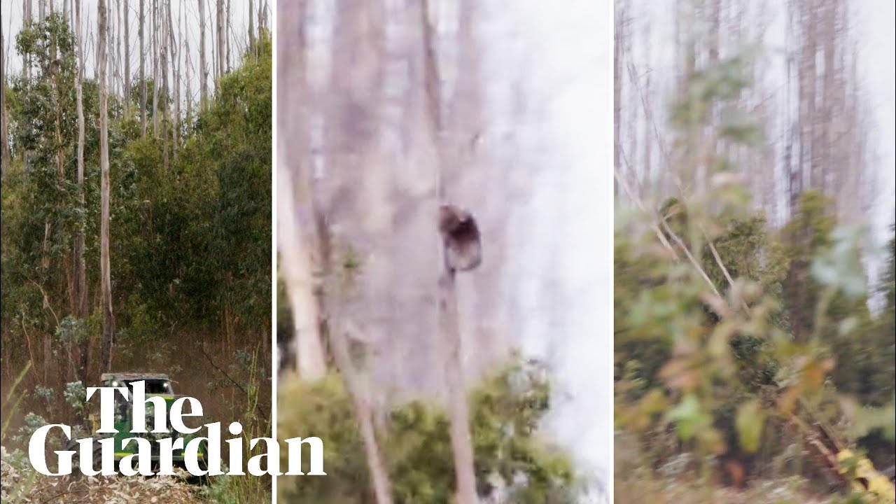 Video shows koalas clinging to trees as gum trees cut down on Kangaroo Island