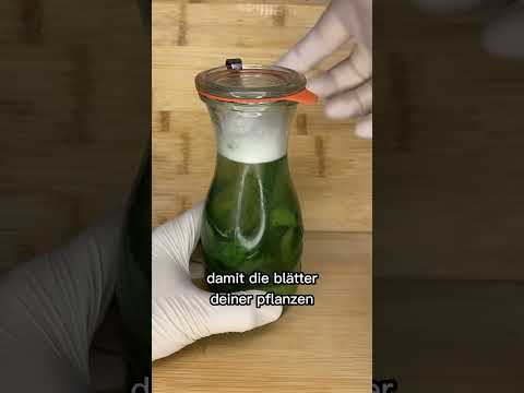 Video: Gurkensaft für das Pflanzenwachstum - Gründe für das Gießen von Gurkensaft auf Pflanzen