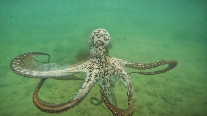 Inshore fishing 671 Guam Alupat Island Catch, Clean & Cook Octopus