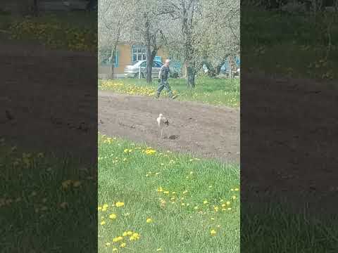 Очень спокойный и