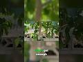 Pakistan Mulberry: Tall & Sweet Berries! - Best Fruit Tree to Grow in the Desert. #mulberrytree