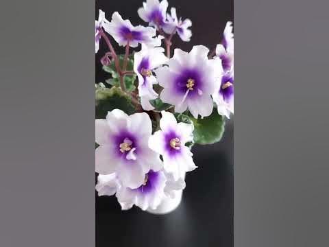 Р-Дурман #фиалки #flowers - YouTube
