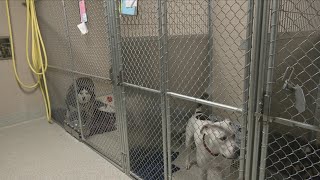 Sioux Falls Humane Society Has Record Adoptions in July