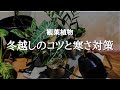【誰でもできる】室内で観葉植物の冬越しを成功させるためのポイントと植物を冷やさない方法4選 | 冬の育て方 | 水やり | 日当たり | 風通し | 肥料 | 植え替え