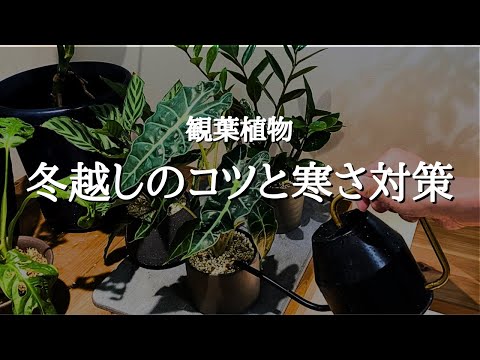 冬の鉢植えを守る！失敗しない包み方とよくある間違い