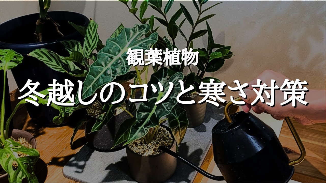 【誰でもできる】室内で観葉植物の冬越しを成功させるためのポイントと植物を冷やさない方法4選 | 冬の育て方 | 水やり | 日当たり | 風通し | 肥料 | 植え替え