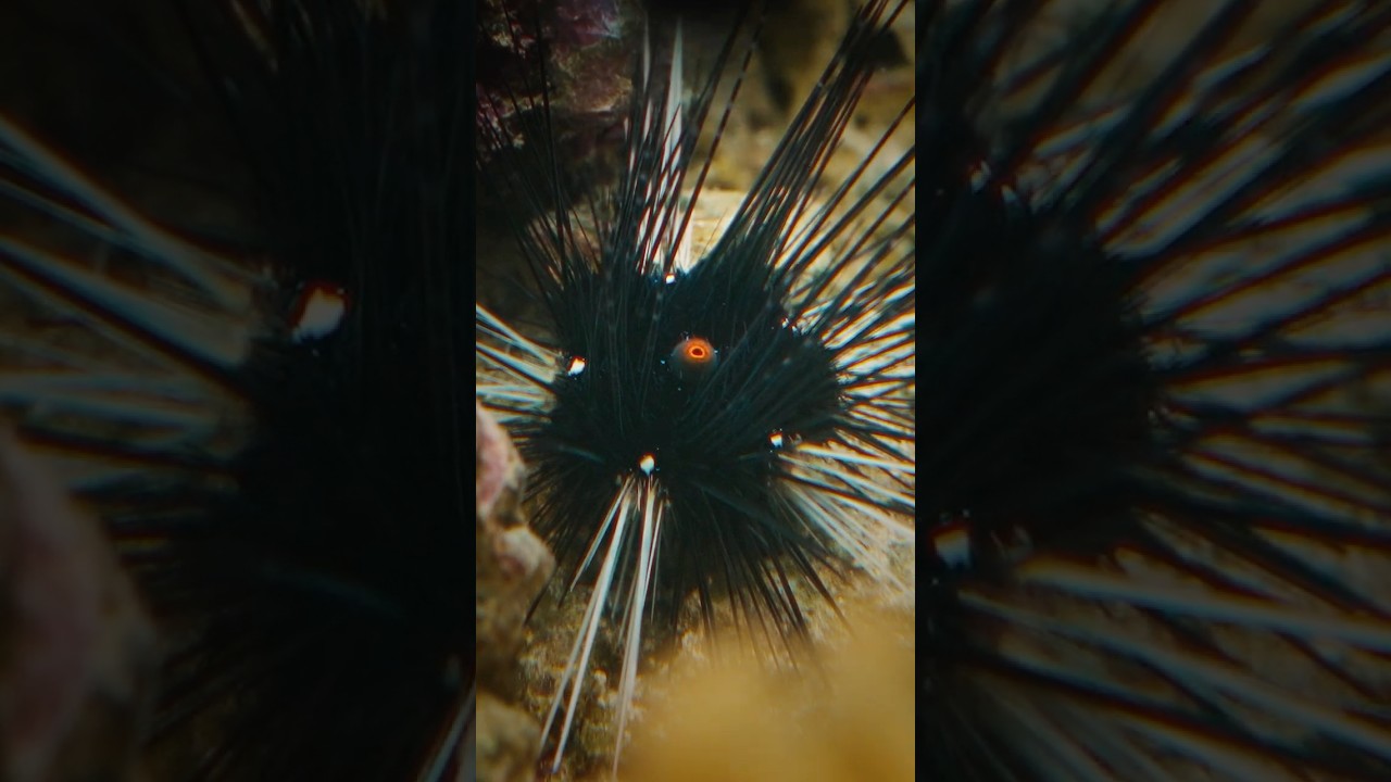 The Eye of Sauron is watching you - Black sea urchin reveals its 'eye'