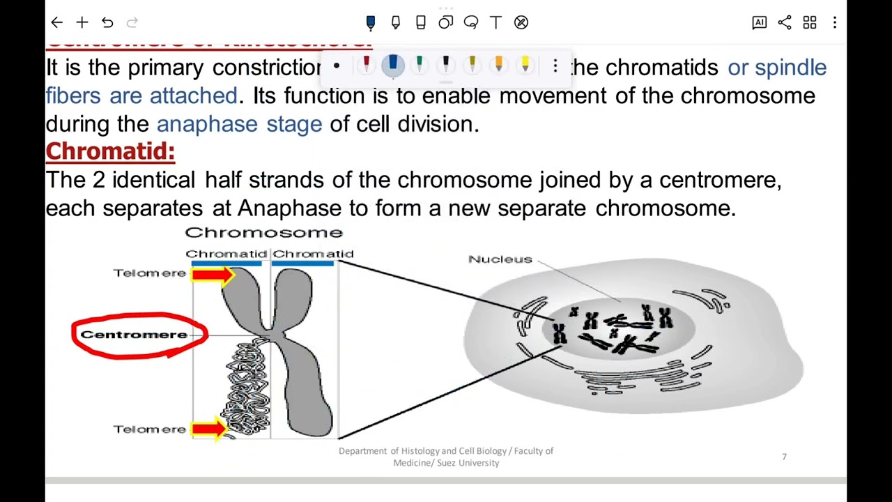 Cytogenetic 1 أولي طب السويس 