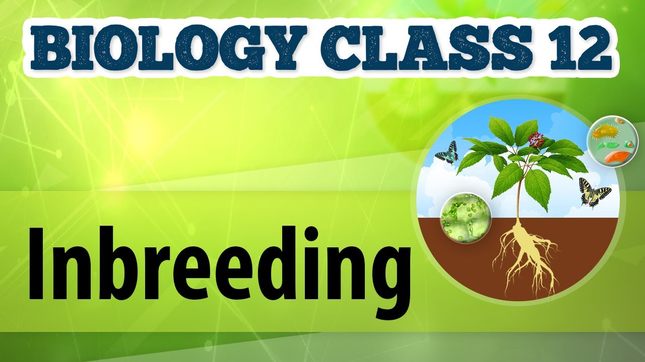 Inbreeding Animal Husbandry Biology Class 12 YouTube