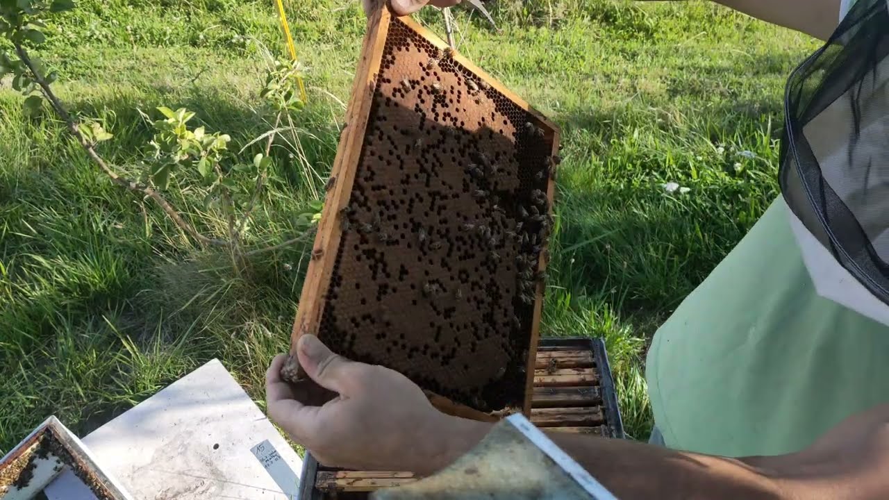 PRZYGOTOWUJE PSZCZOŁY do zbioru miodu z nawłoci i do poddania matki(22.07.2025)