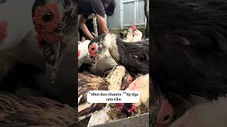 Cara menentukan harga jual entok agar untung dan tidak rugi.                   #muscovyducks