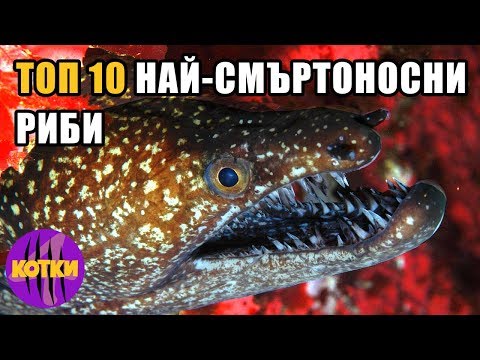 Видео: Най-опасната риба в света