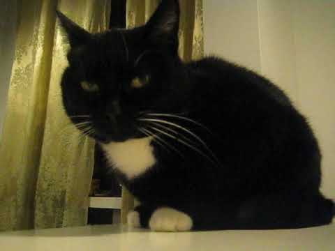 cat แปลว่า Purring Ansku