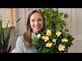 Gardenia Care Indoors // How to care for the gardenia inside with Northlawn Flower Farms