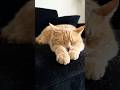 What do you think about this cat? 😹🐾 #cat #FunnyCat #CuteCats #CatLover #ViralVideo #PetsOfInstagram