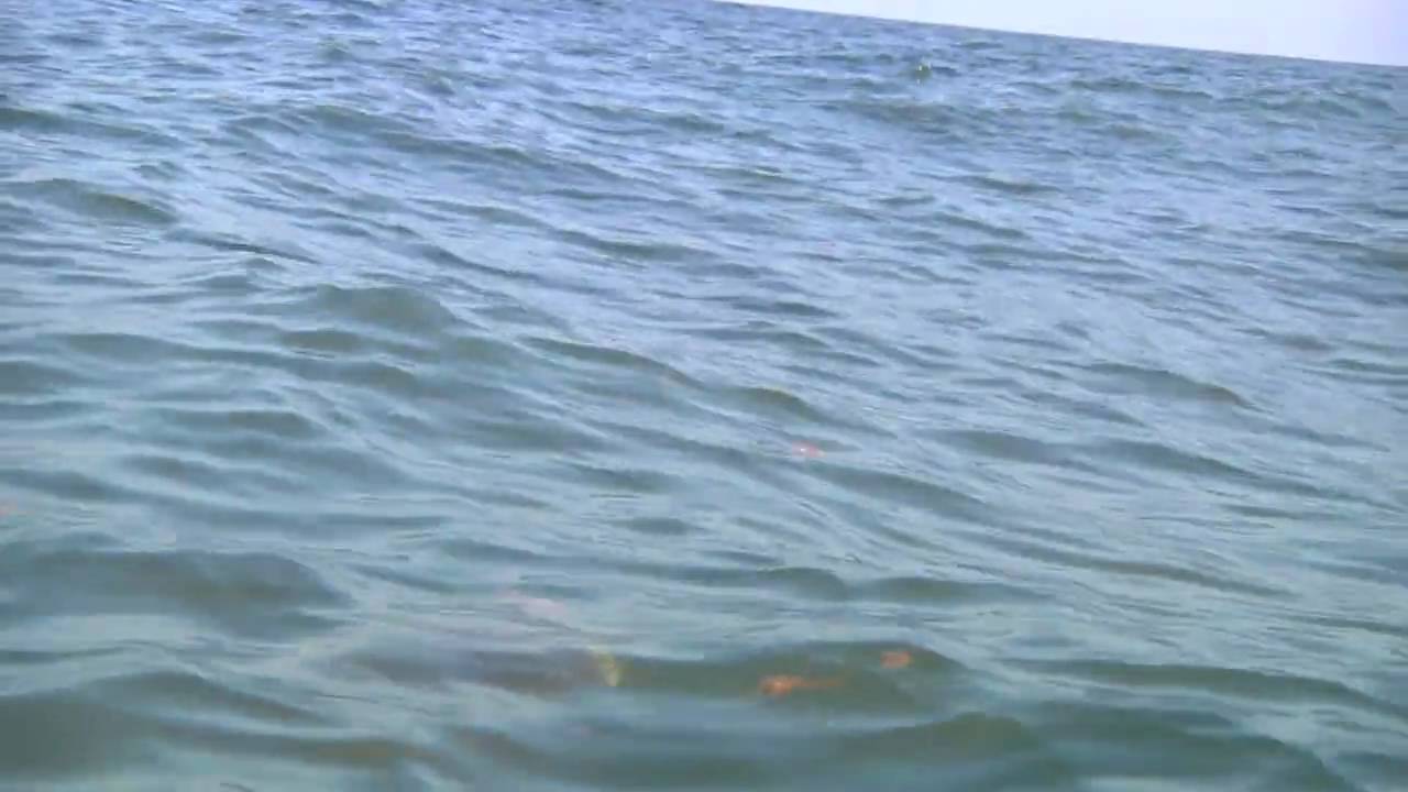 Sea turtle swimming through BP Oil Leak