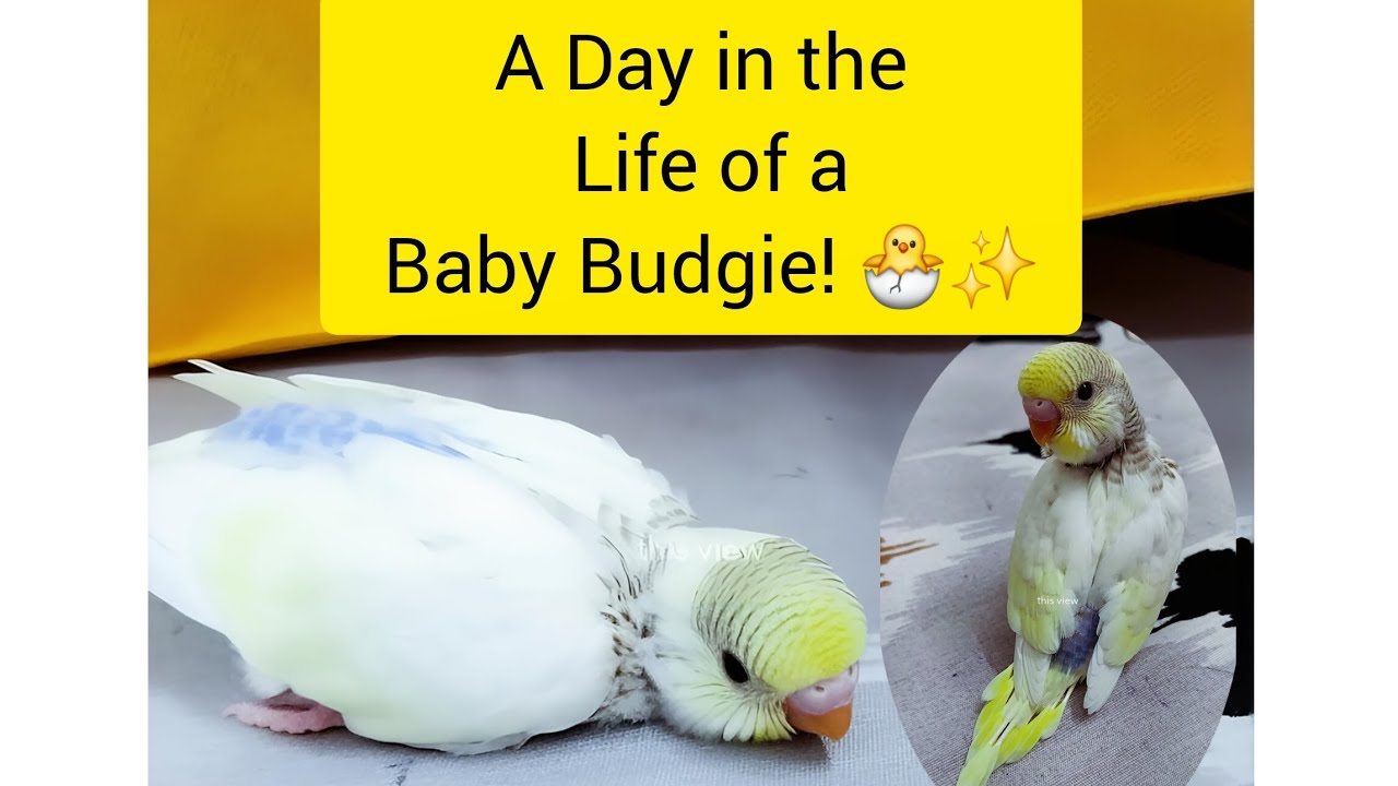 A Day in the Life of a Baby Budgie! 🐣✨ #budgies #yt #cute #vlog 