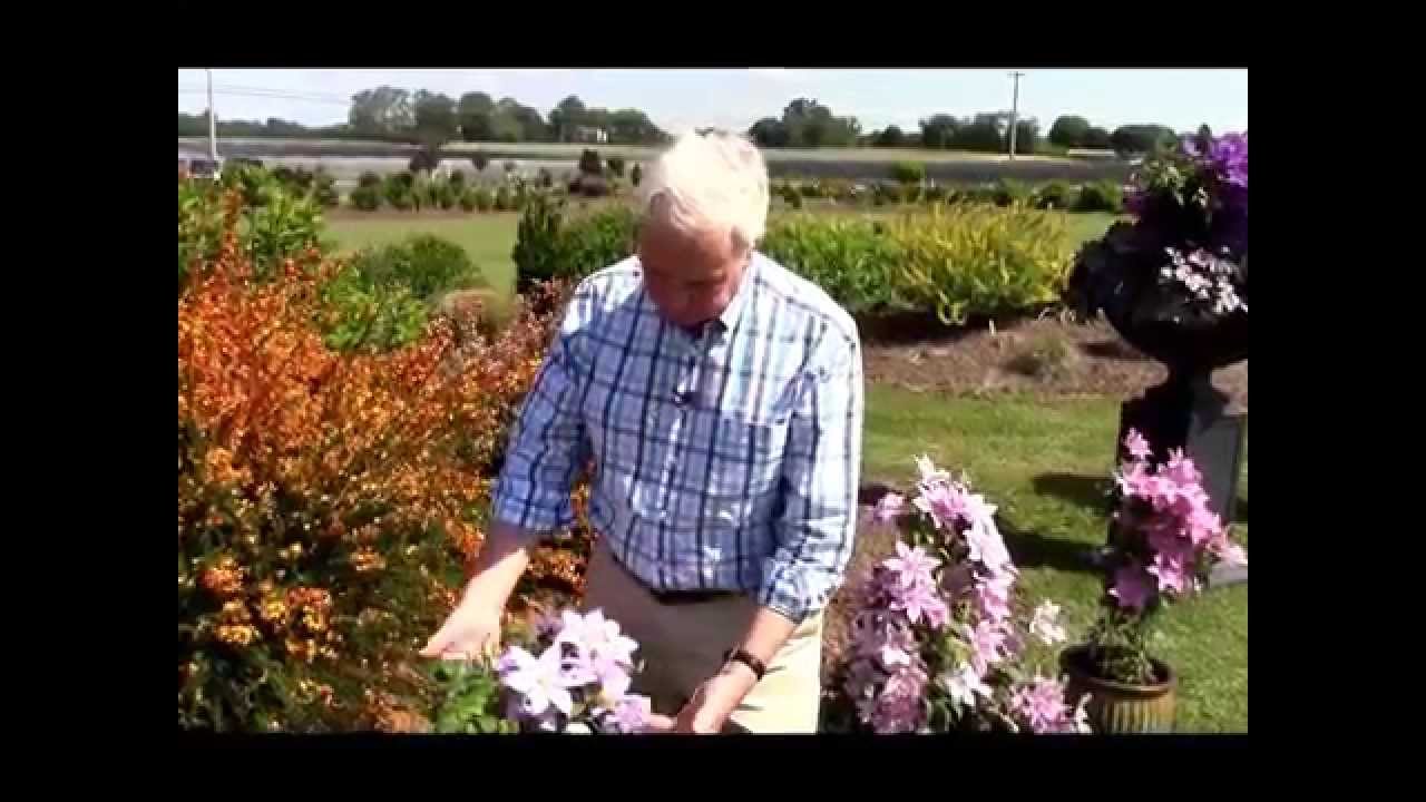 Clematis Cezanne, Raymond Evison® Clematis by Overdevest Nurseries