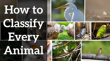 How to Classify Every Animal - Introduction to Taxonomy