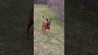 A dogs life part 2 BC gets a French massage and ace runs more
