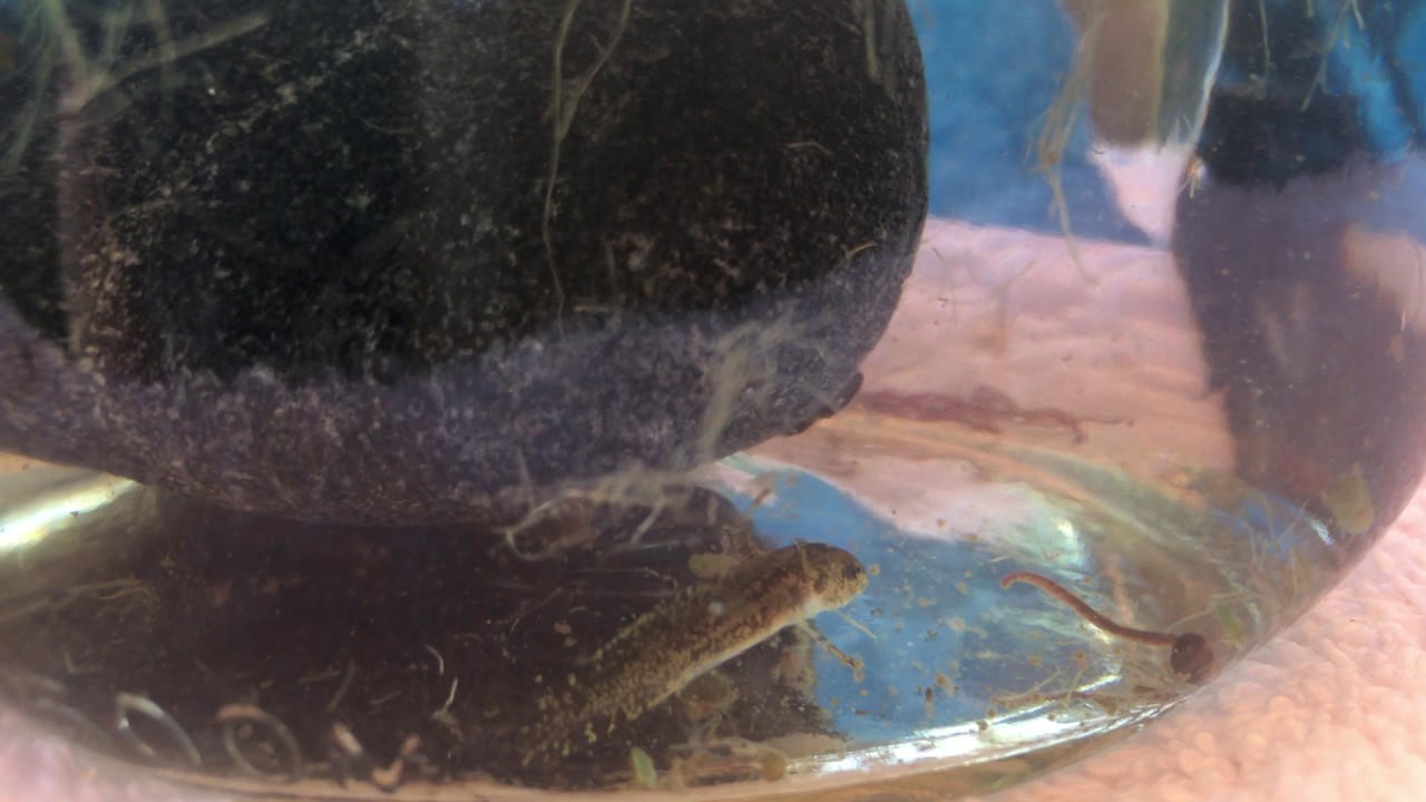 two salamander larvae eat tubifex - YouTube