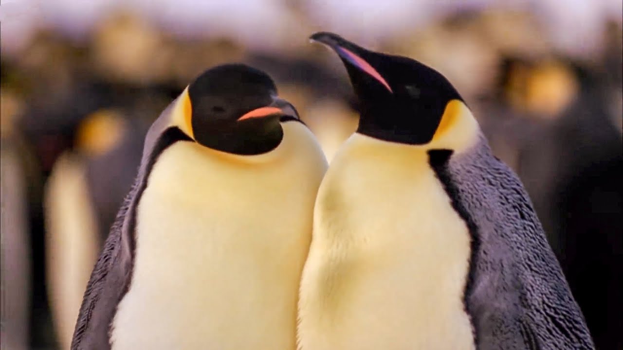 ⁣Best Antarctic Animal Moments | Top 5 | BBC Earth