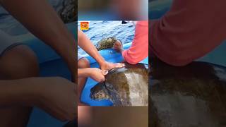 They Helped This Turtle