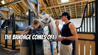 Post-Surgery Update, Making Our Own Hay & Buying the Next Animals for the Property